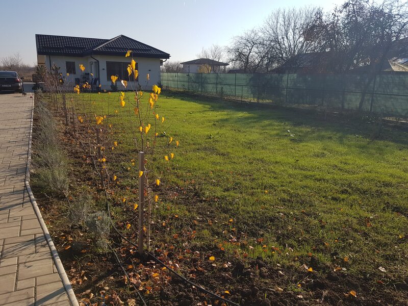 Rdd Garden - Amenajare, intretinere gradini